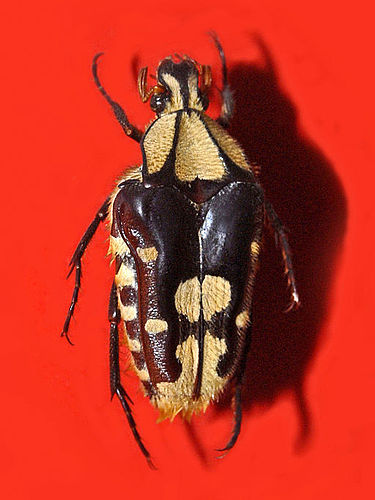 Coilodera penicillata